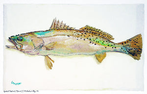 New Fish Art - Speckled Trout and Redfish